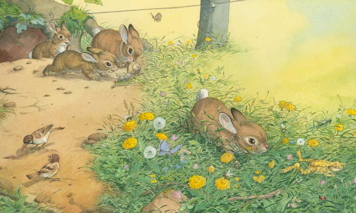 Illustration Hase,Kaninchen,Kinderbuchillustration